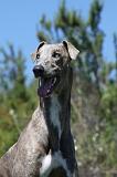 GREYHOUND 085